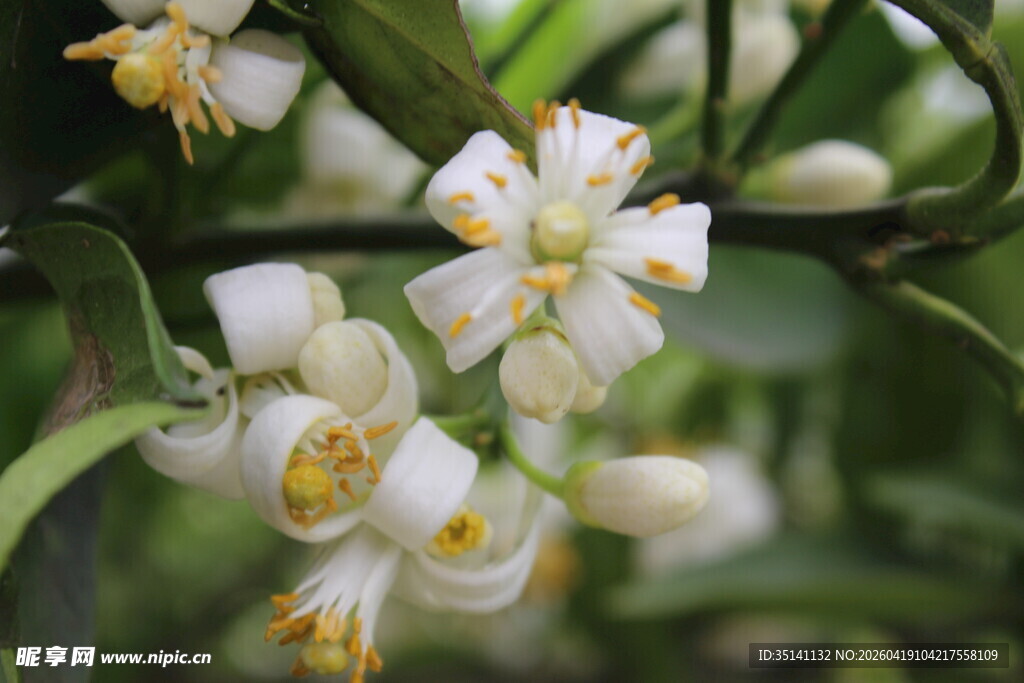 柑橘花