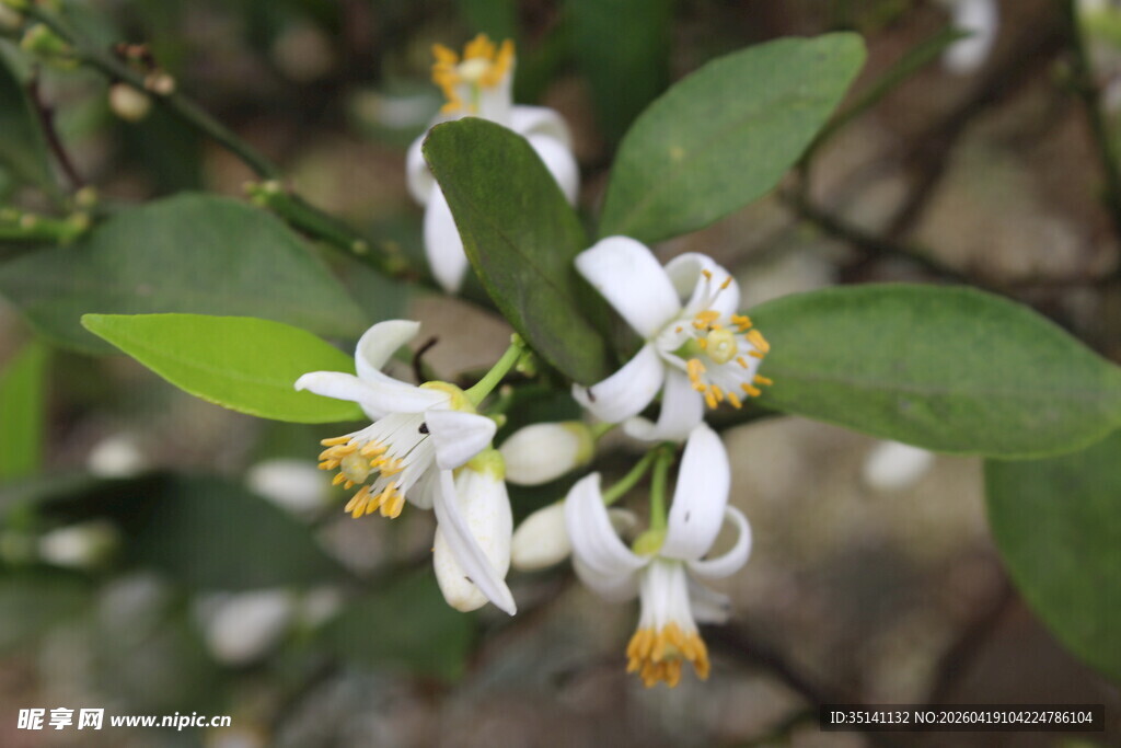 柑橘花朵