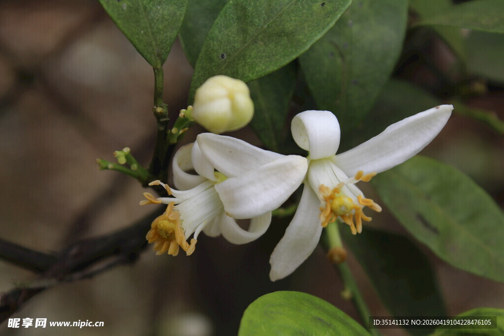 柑橘花