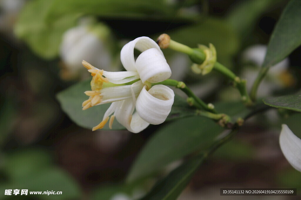 柑橘花
