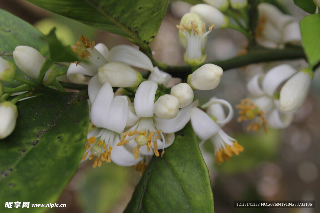 柑橘花