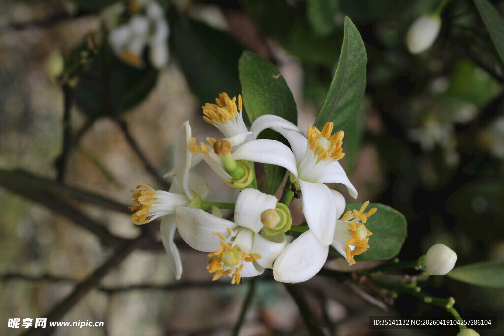 柑橘花