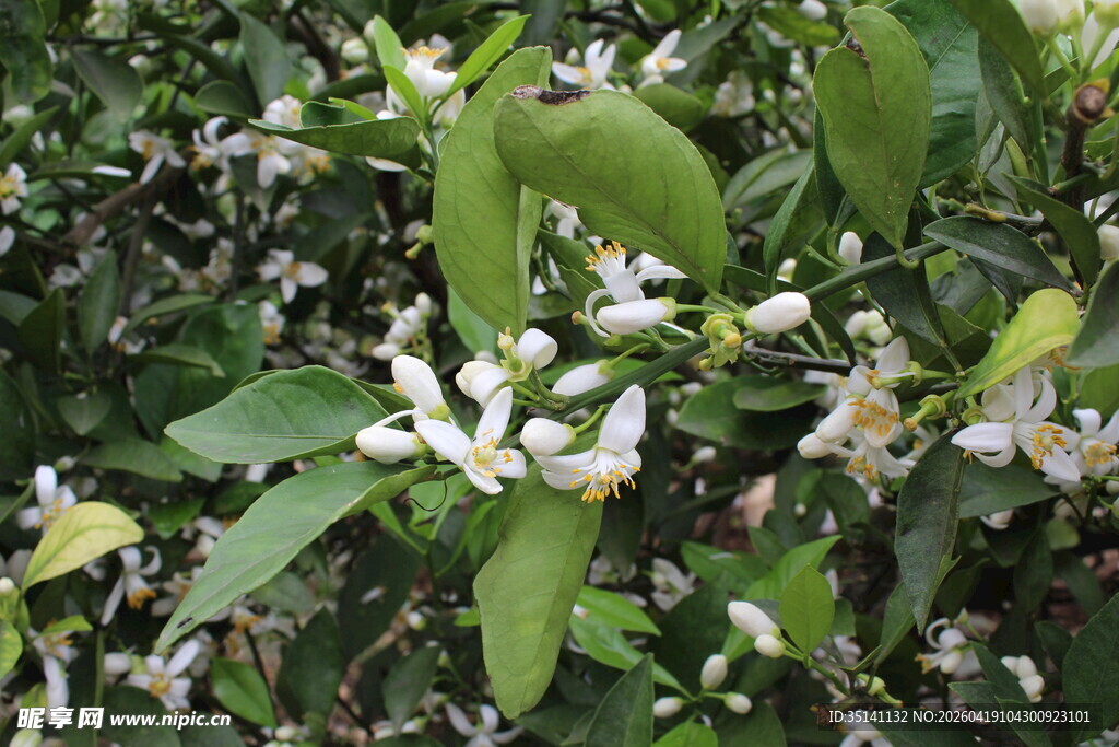柑橘花