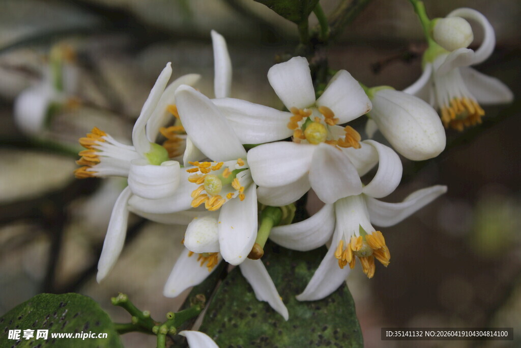 柑橘花