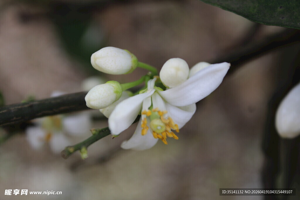 柑橘花