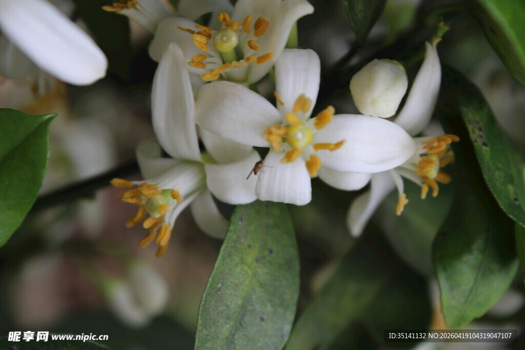柑橘花