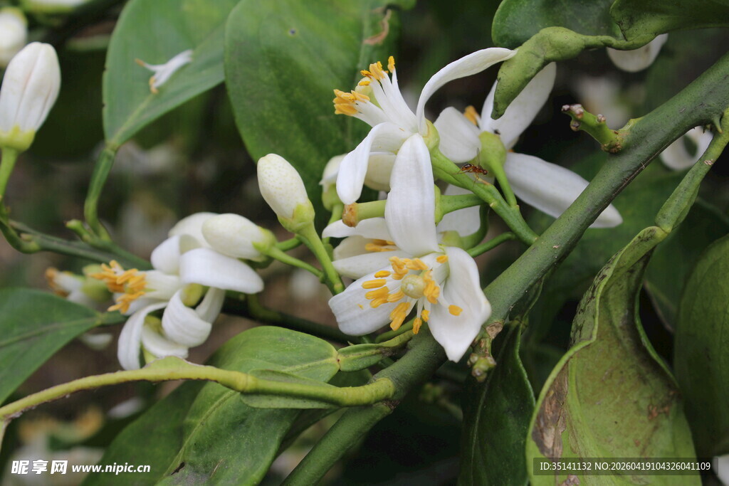 柑橘花朵