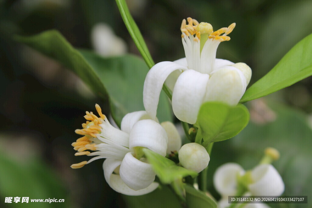 柑橘花