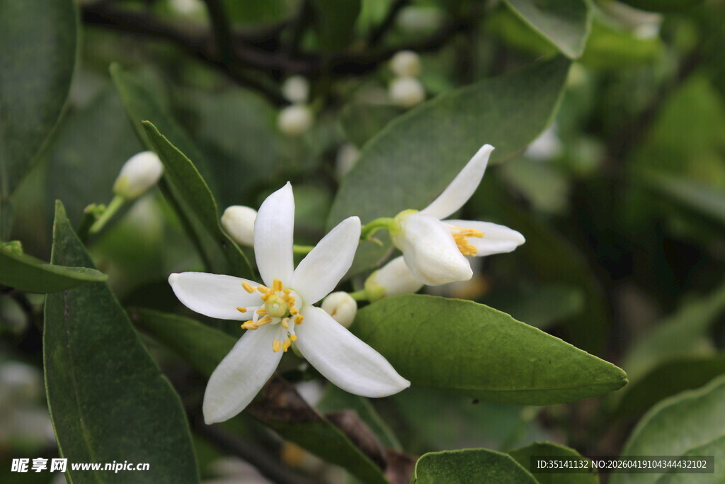 柑橘花