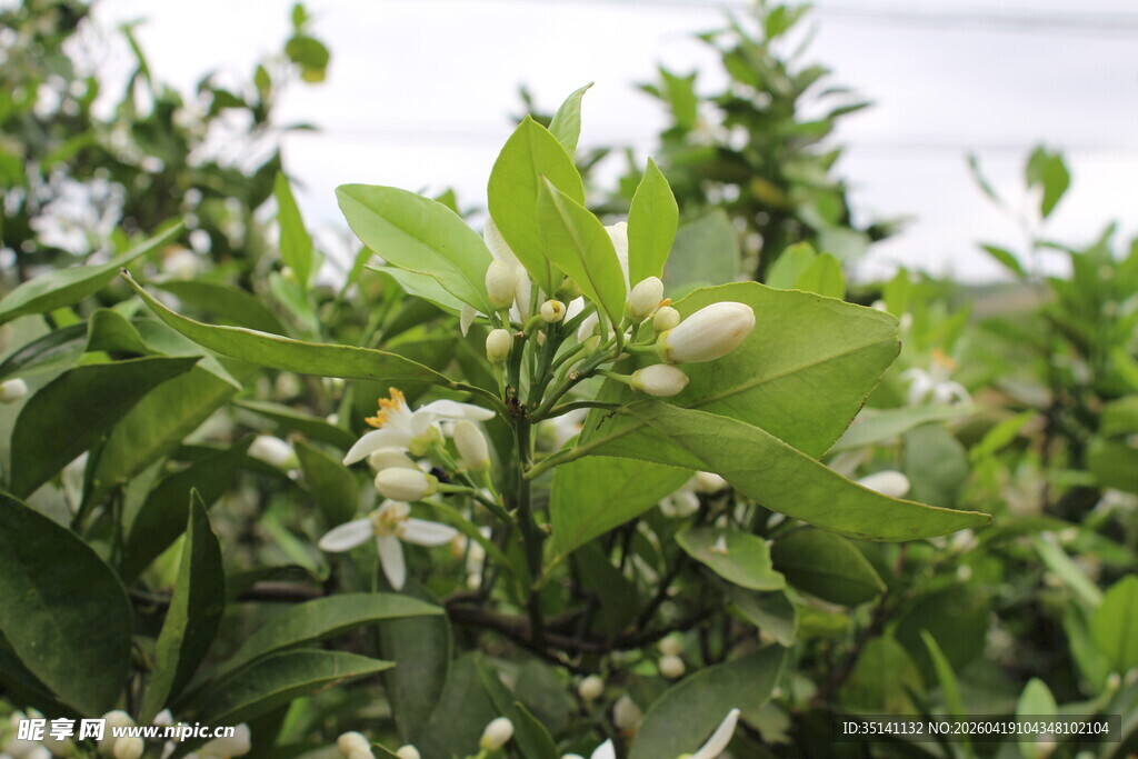 柑橘花