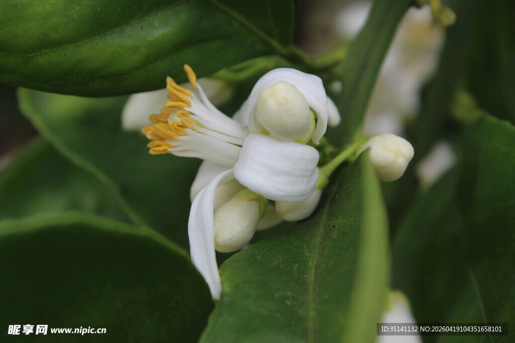 柑橘花