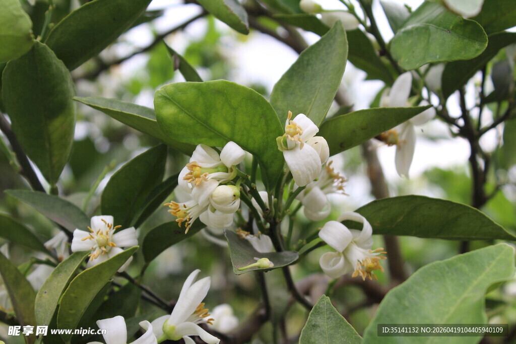 柑橘花