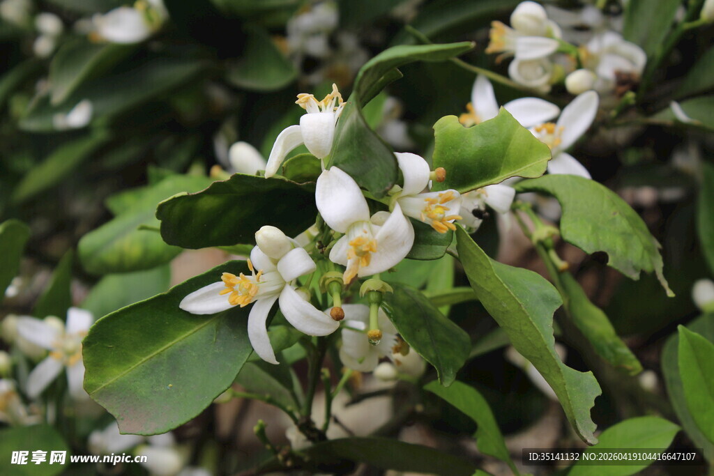 柑橘花朵特写