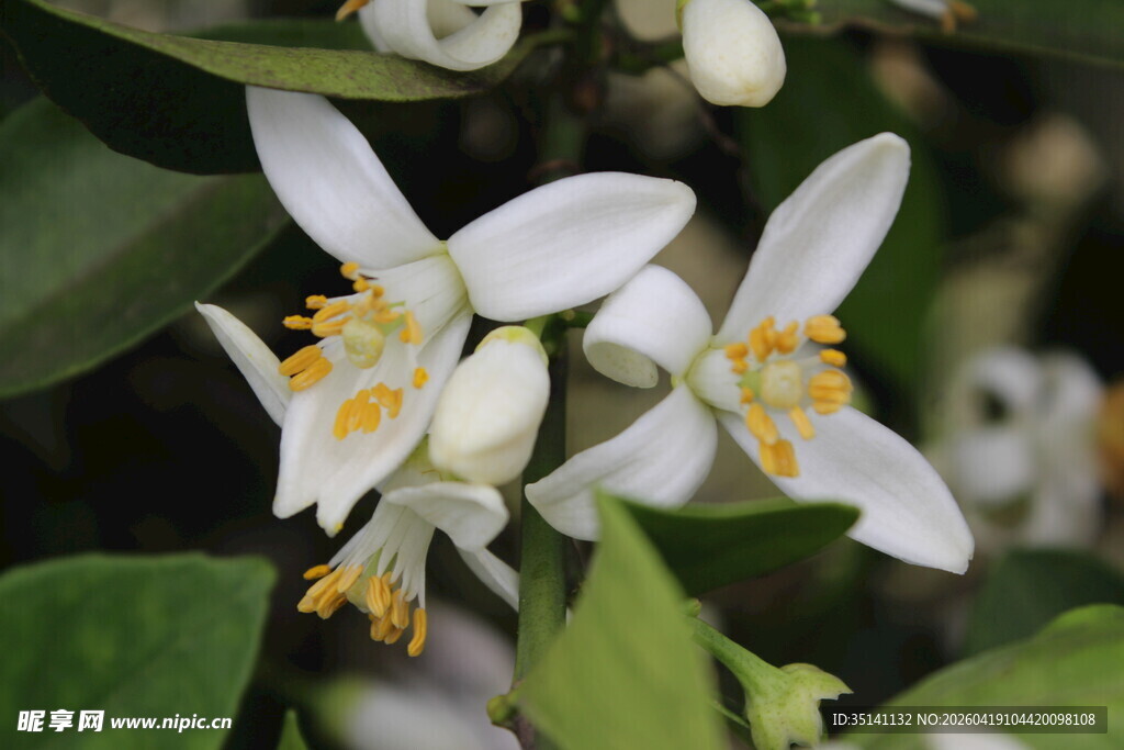 柑橘花