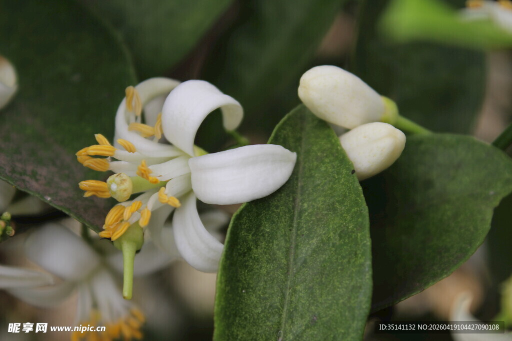 柑橘花