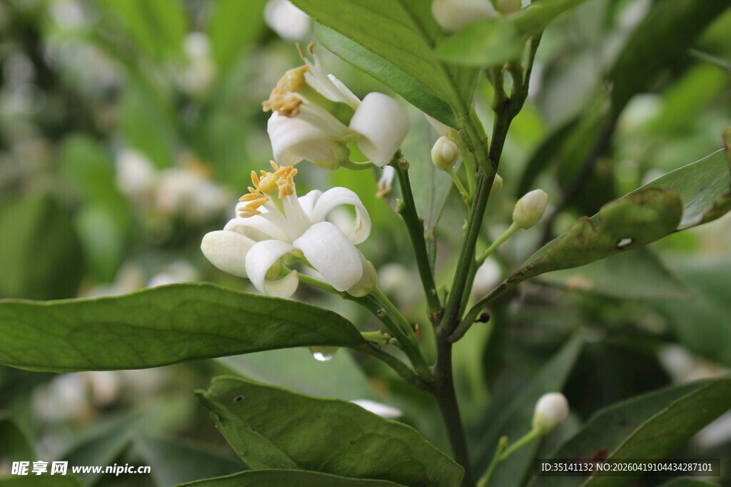 柑橘花