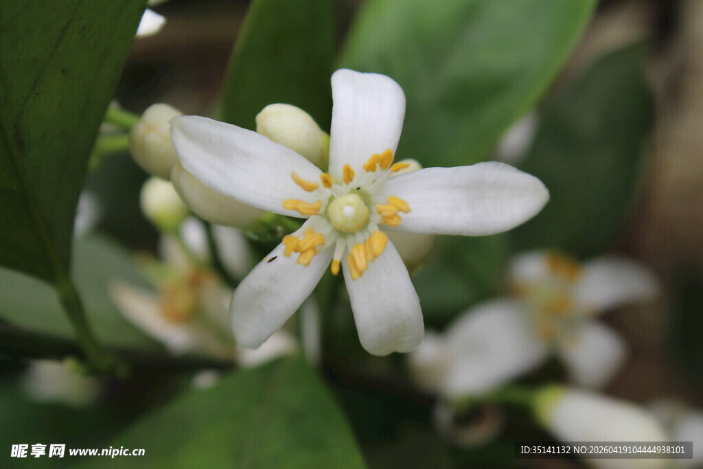 柑橘花