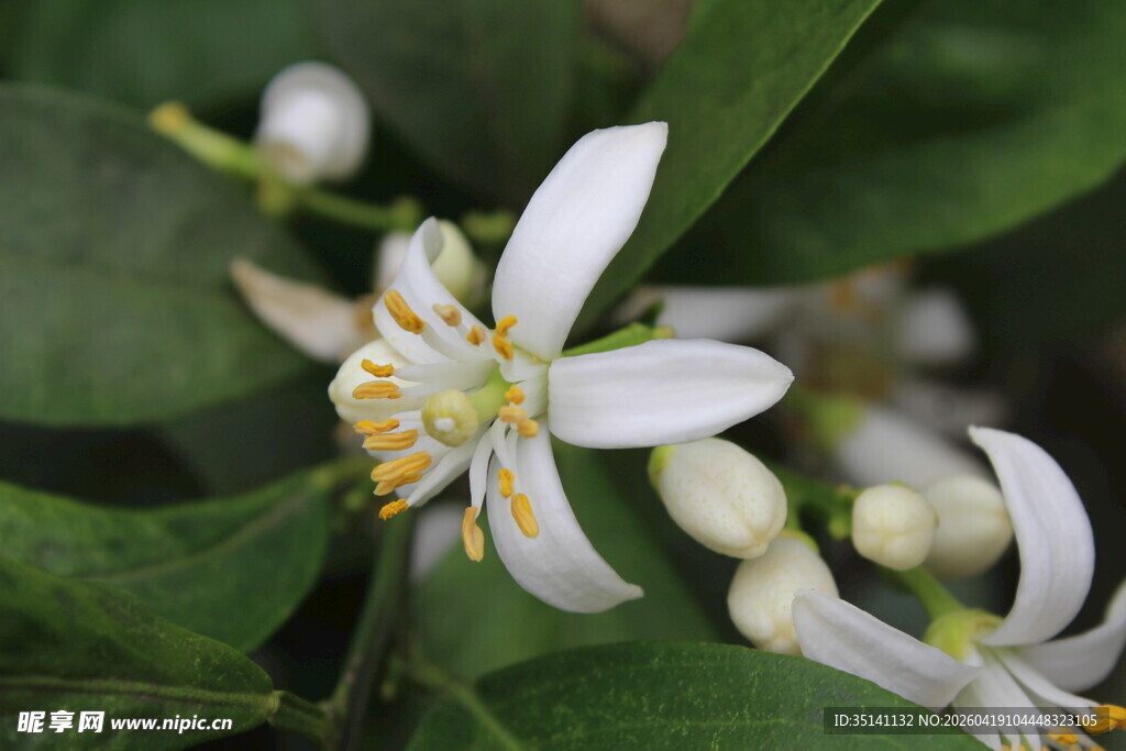 柑橘花