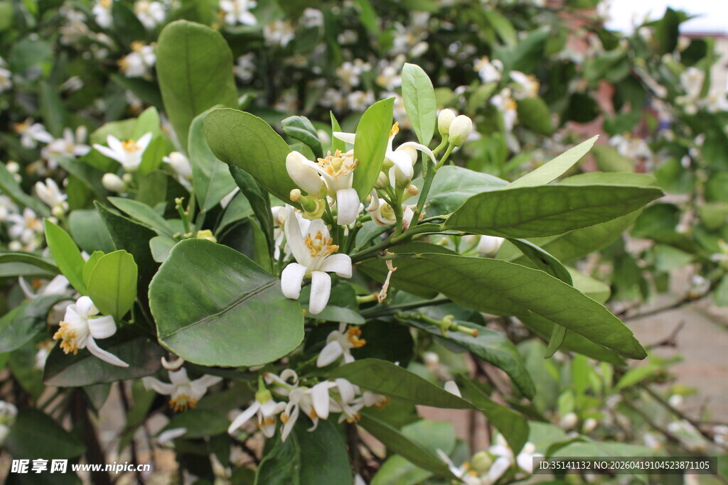 柑橘花朵