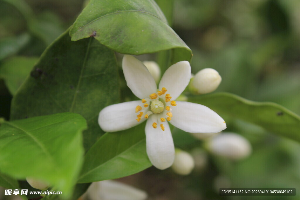 柑橘花