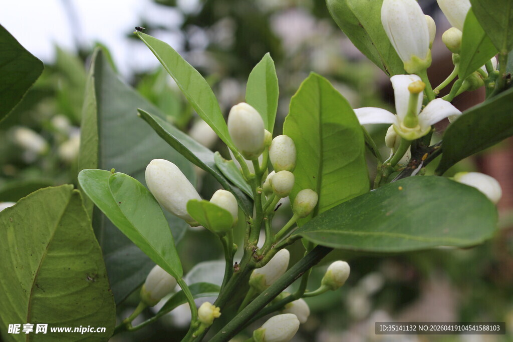 柑橘花