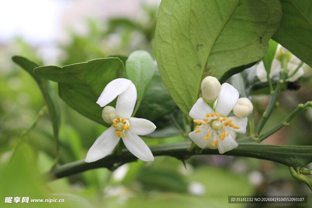 柑橘花