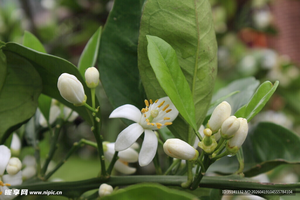 柑橘花