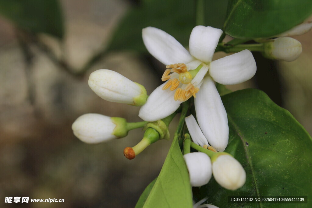 柑橘花