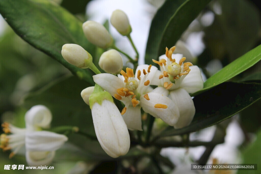 柑橘花