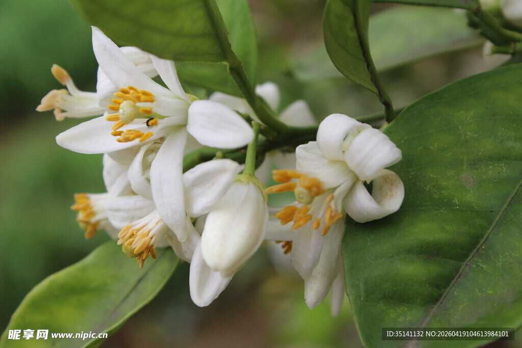 柑橘花