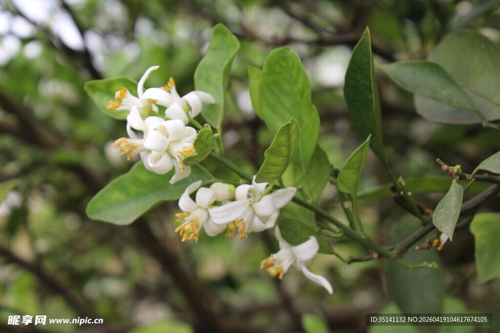 柑橘花
