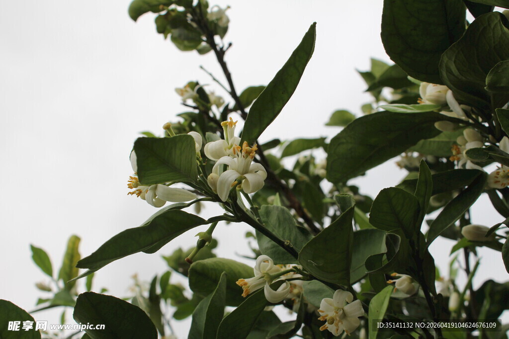 柑橘花