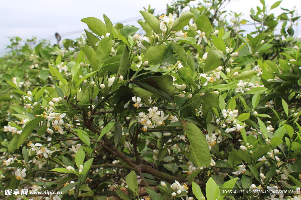 柑橘花