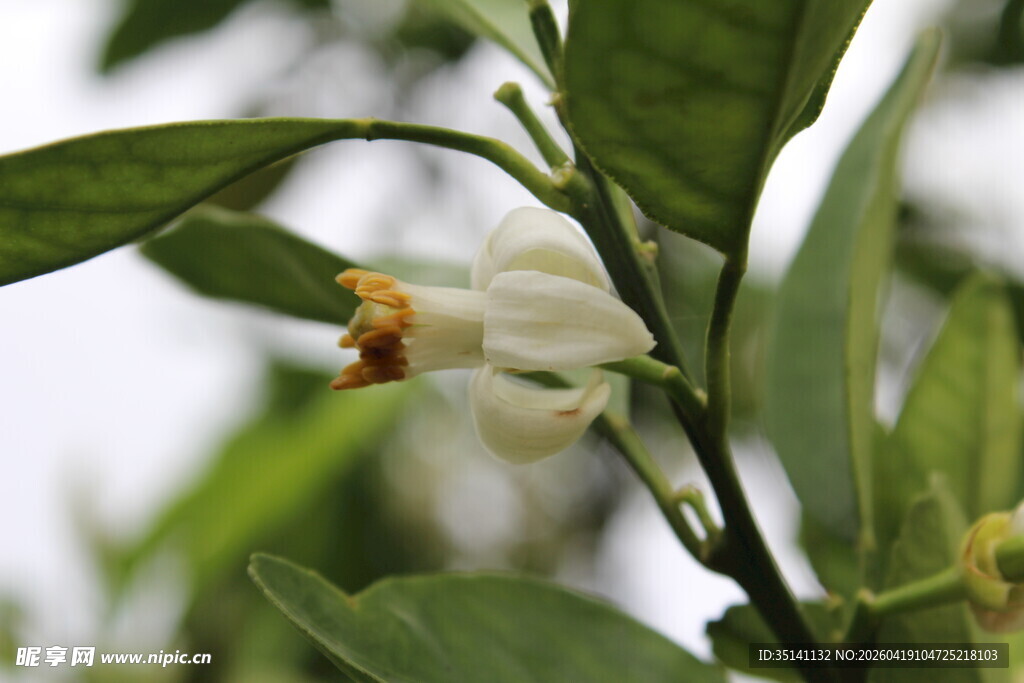 柑橘花