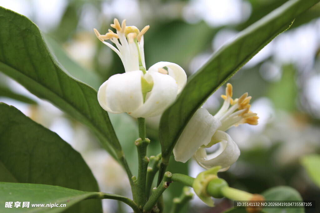 柑橘花