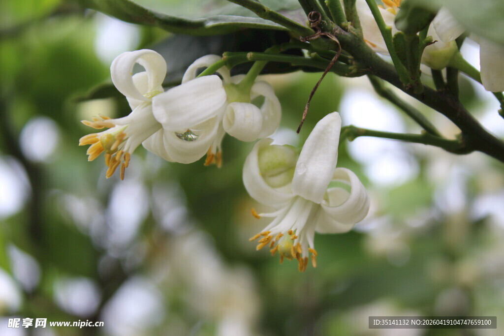 柑橘花