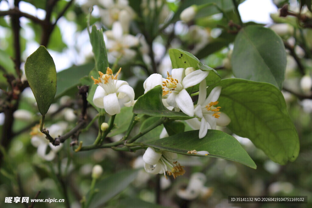柑橘花
