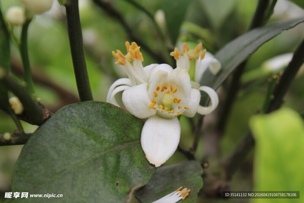 柑橘花
