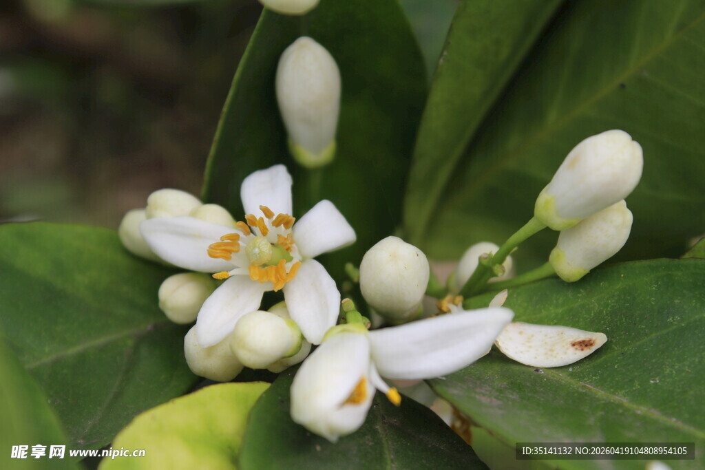 柑橘花