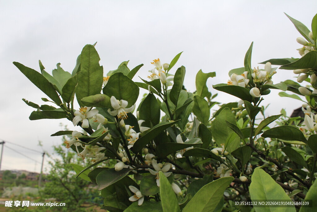 柑橘花