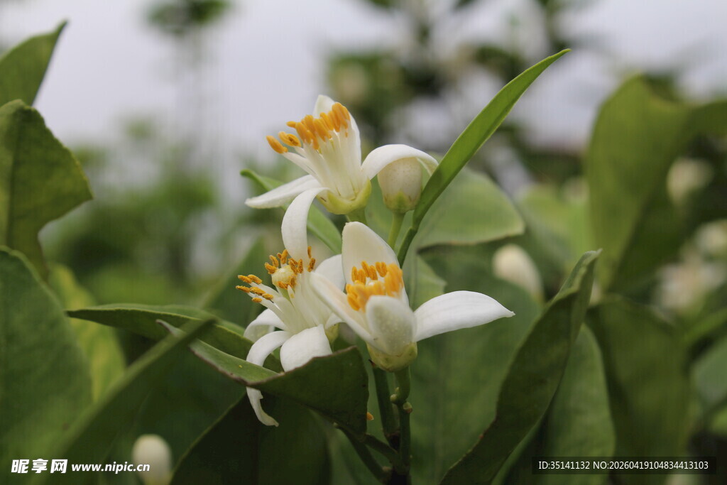 柑橘花