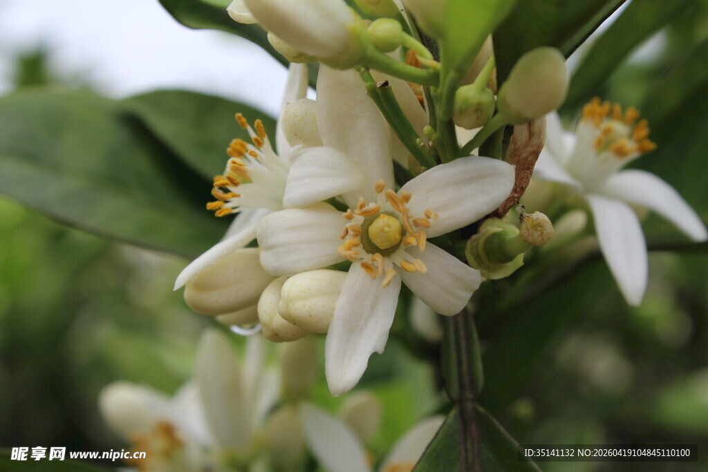 柑橘花朵