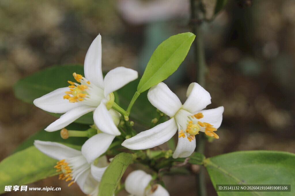柑橘花