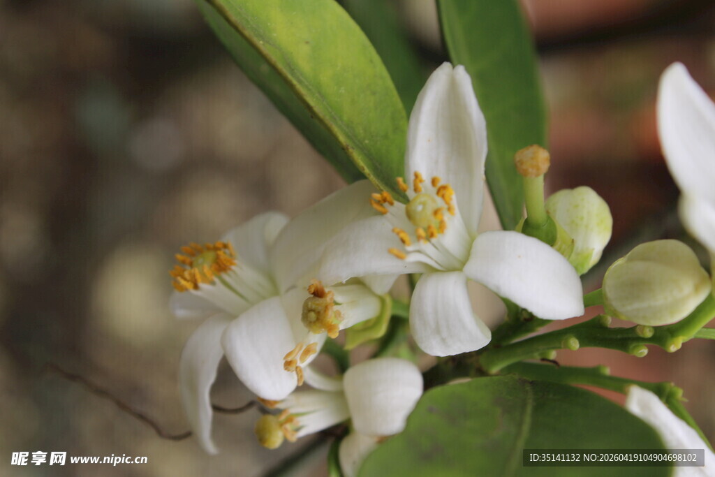柑橘花