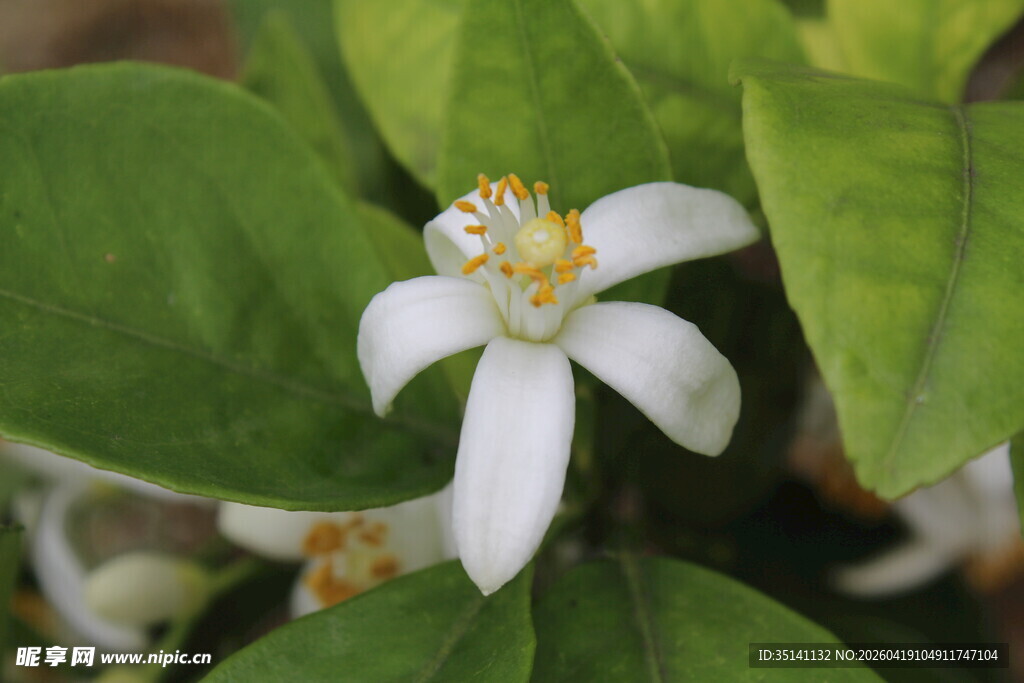 柑橘花