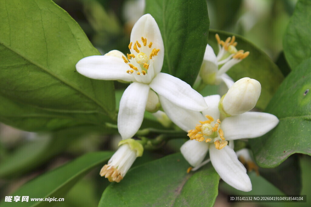 柑橘花