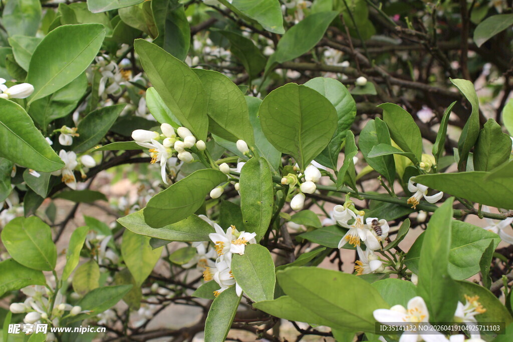 柑橘花