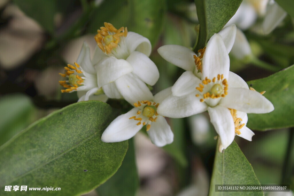 柑橘花