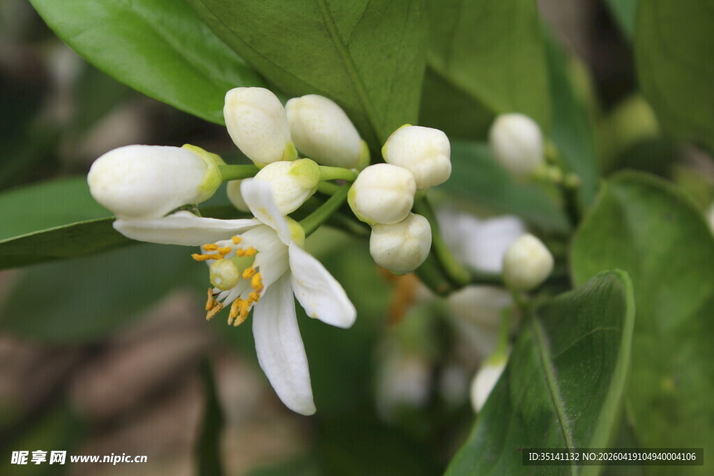 柑橘花