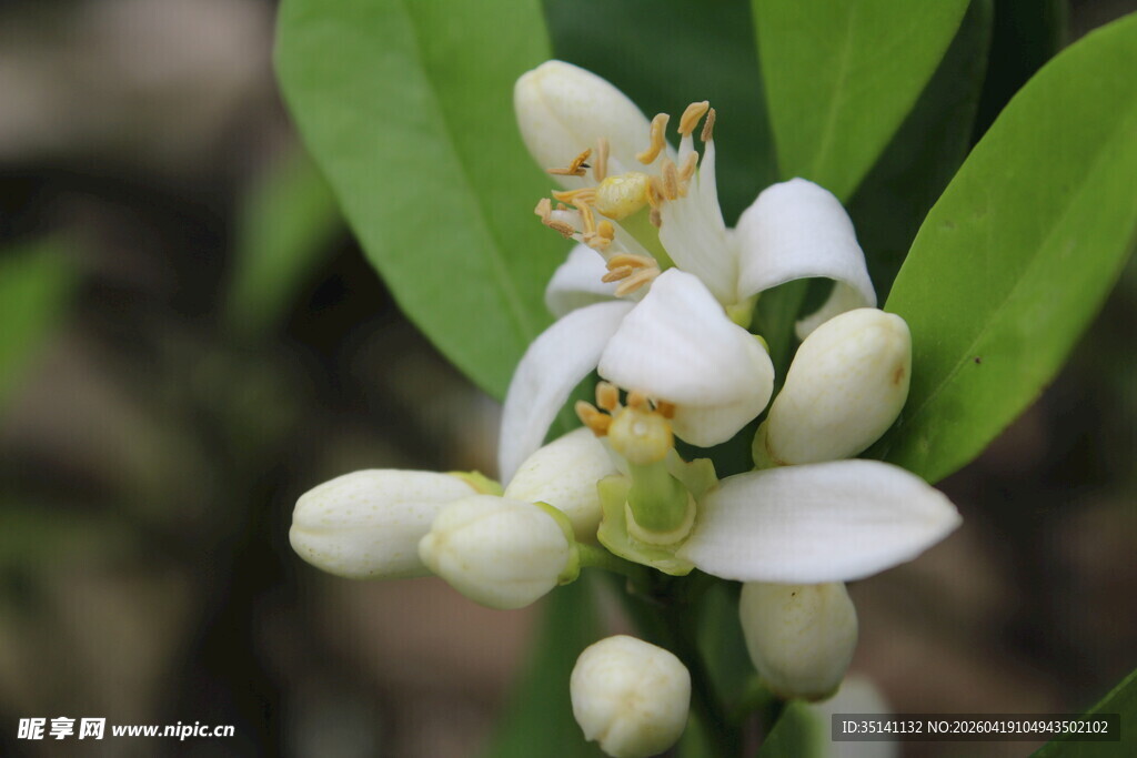 柑橘花